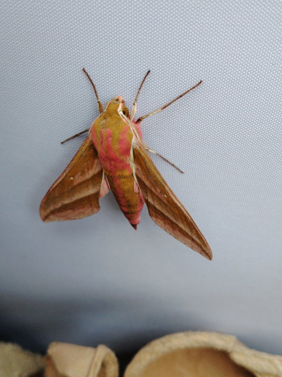 AilinKee's tweet photo. A few moths that popped into a moth trap left overnight @forestholidays Garwnant. Moth are not just beautiful, they are great pollinators &amp; a indicator of the health of our natural environment. #natureconnection #mothmatters #ForestFeeling https://t.co/057K9UlJLQ