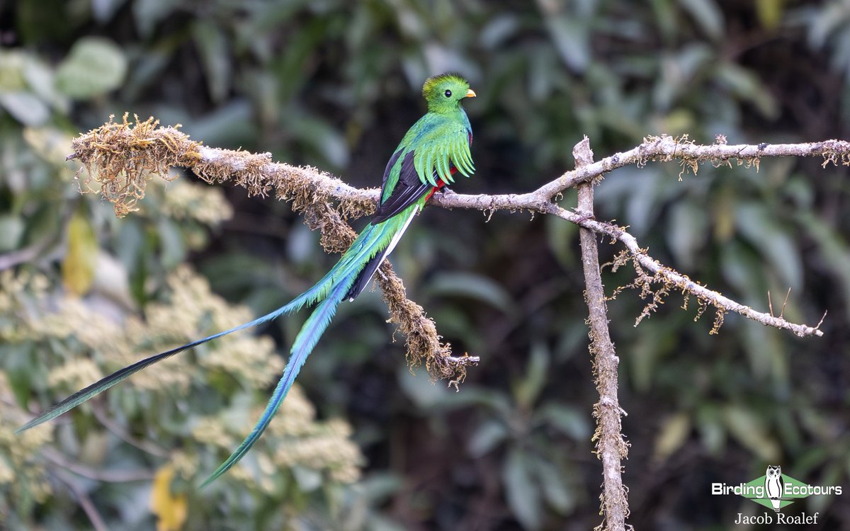 When's the best time to go birding in Costa Rica? 🇨🇷

With 950+ species, epic scenery &amp; year-round birding, it's a Neotropical dream!

We’ve just updated our blog with the best times to visit—whether planning solo or joining a tour.

birdingecotours.com/when-is-the-be…