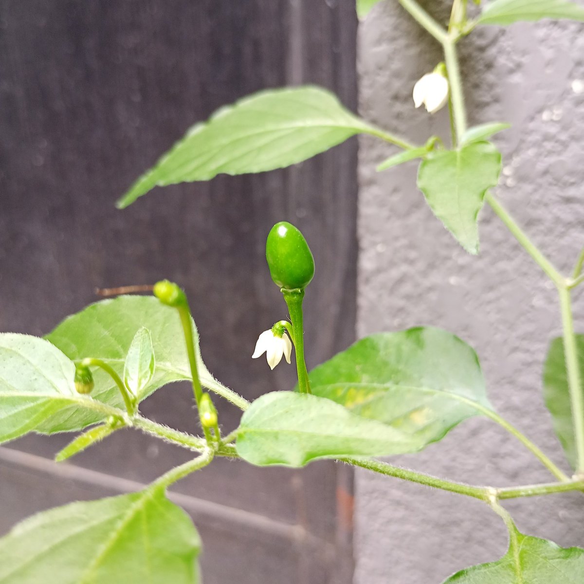 ralebace's tweet photo. 🫑Les presento a mi chile, se llama Chepito Chiltepito🫑
¿Gustan?
😊
#Chiltepe https://t.co/HSRYNotFYH