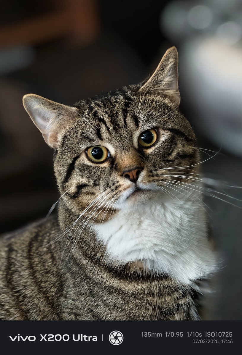 lukaszknap82's tweet photo. Synuś Miluś 😍
#Kot #Kotek #Cat #Diekatze
#猫 #猫 #고양이 #mèo #Vivo #vivoX200Ultra https://t.co/CpbT2lU7GS