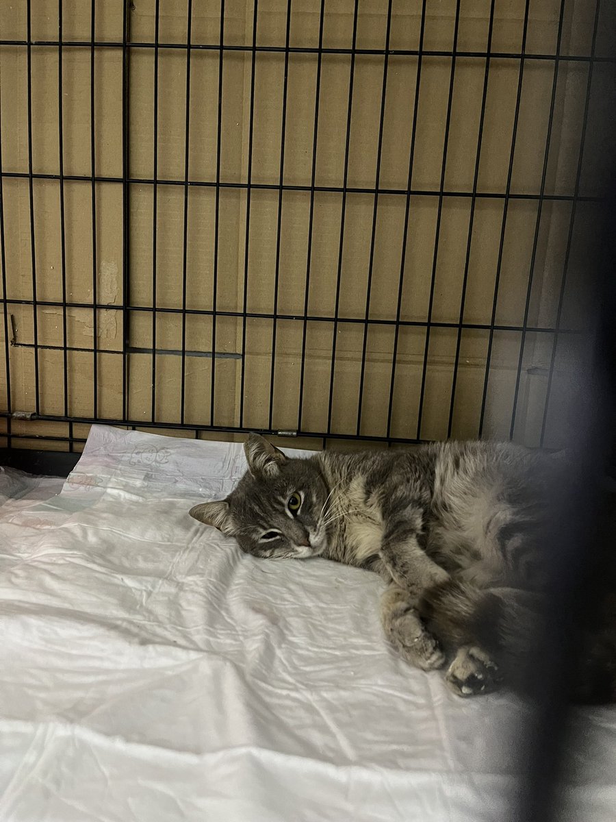 Peri kafeste çok sıkıldı ama bu halde sokakta da yapamaz. Bi gözü görmüyor, bi patisine basamıyor. Ailesi var bi yerlerde ama henüz ilanı görmediler diye düşünmek istiyorum 🥲 Lütfen paylaşın lütfennn YUVA İSTANBULLL