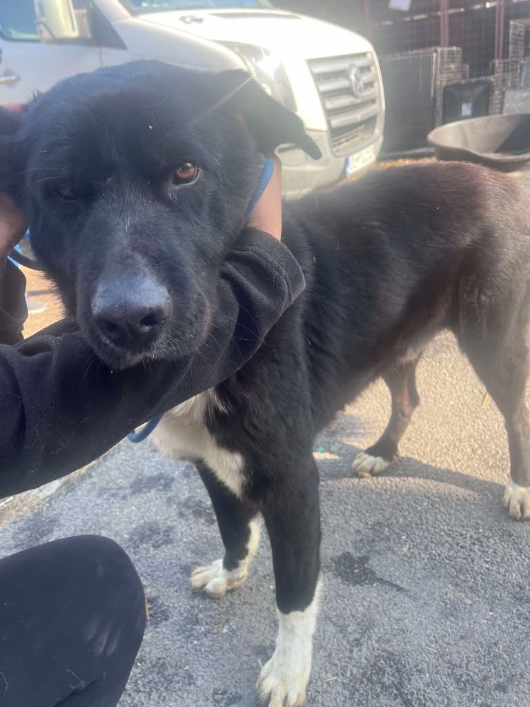 Pawprints2F's tweet photo. Damien was adopted in Romania, but today, our shelter staff were dog walking and saw Damien in a field...He'd been dumped there 😞

Why?

Because he escaped to go to the home of the lady that used to feed him..

Rather than building a secure area for him, they just dumped him 🙁 https://t.co/jQs4DHykh6