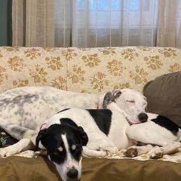 tsimidol's tweet image. #challenge_κατοικιδιο