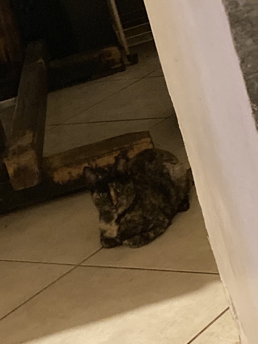 tsimidol's tweet image. #challenge_κατοικιδιο