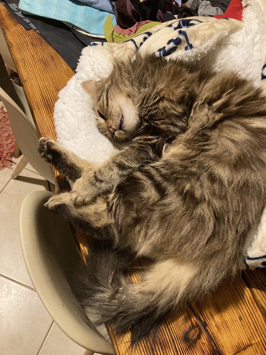 tsimidol's tweet image. #challenge_κατοικιδιο