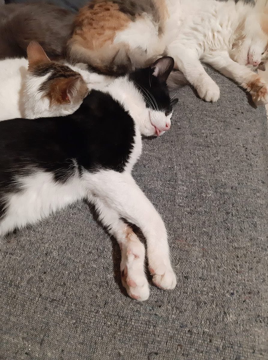 tsimidol's tweet image. #challenge_κατοικιδιο