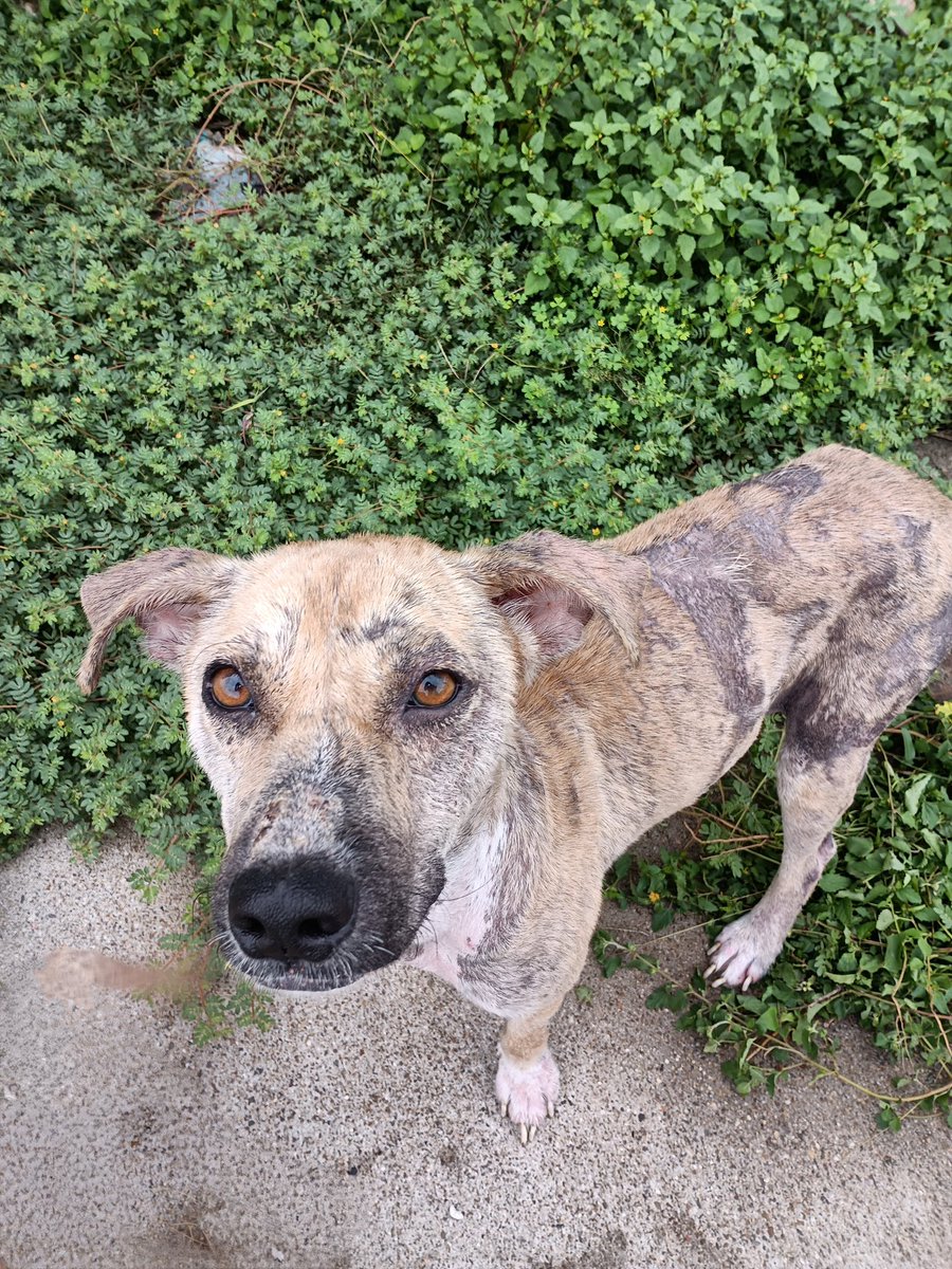 Guys, we have invested $580
in Morgan’s care between vet care and foster supplies.  Can you assist?  $10 goes a long way in helping us!  Guidrysguardian.org.  Put MORGAN on your donation.  Thank you!