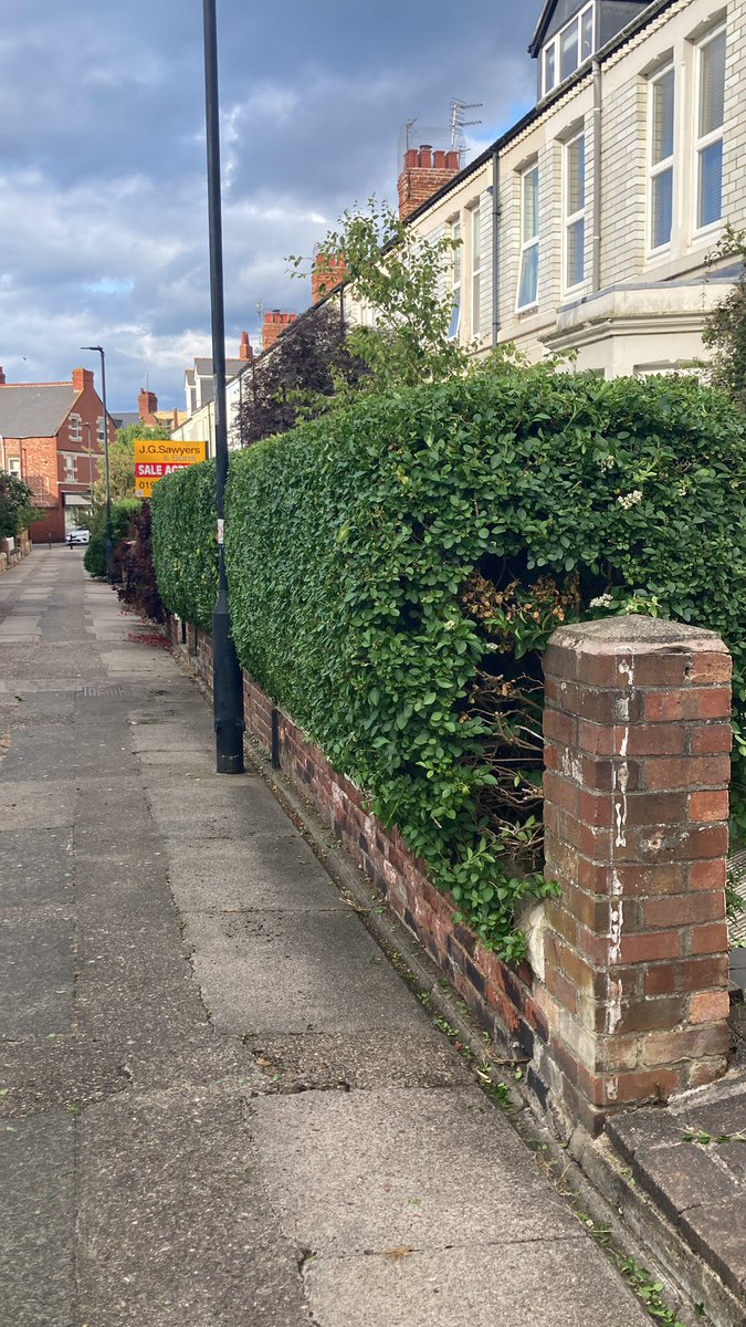 dtm1gs's tweet photo. Nothing like an @RealHawkstone after your hedge trimmer breaks and you have to do the whole job by hand shears! https://t.co/NU1IE0cPhd