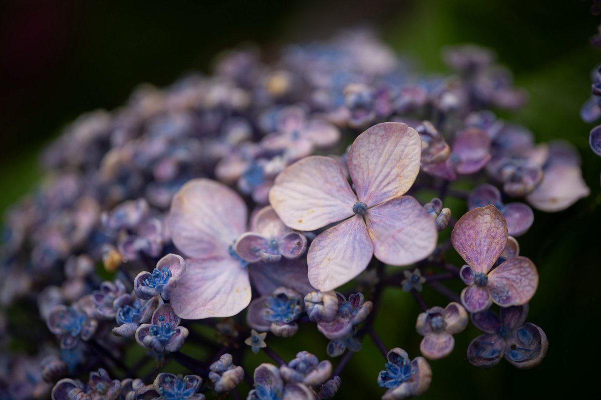 yama_expression's tweet image. 滅多に撮らないマクロ。
普段撮っててZeiss以外のレンズで撮りたくなくなる程にZeissが好きですがsigmaのカミソリマクロも描写がスバラシイ📸
#a7iii #sigma70mmf28macroart #flower