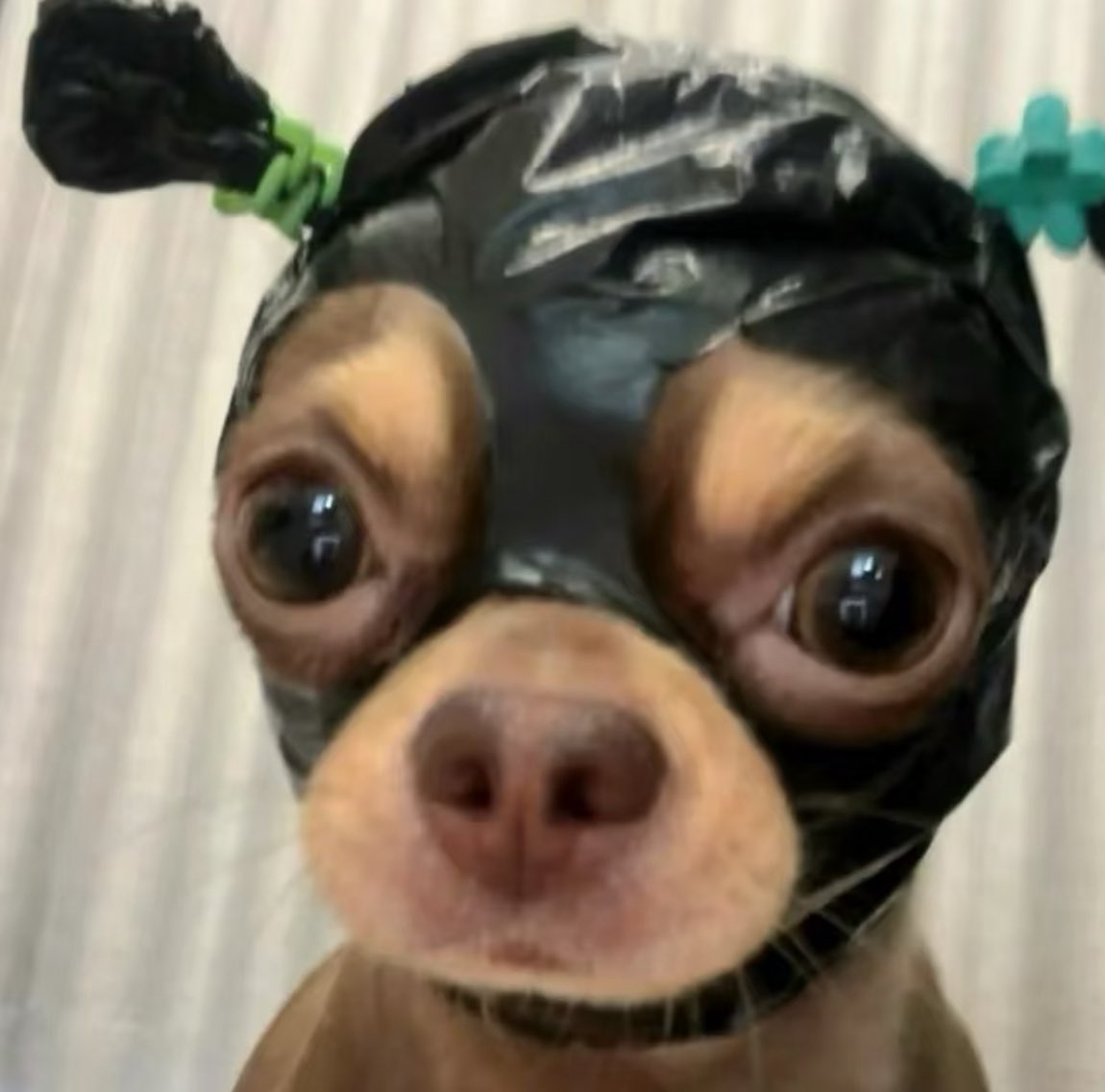 twaniimals's tweet image. 