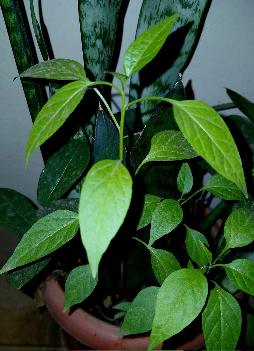 I introduced this pepper plant (seeds) into this pot containing Snake Plant and Zz Plant. Does it qualify as an ecosystem? Maybe.