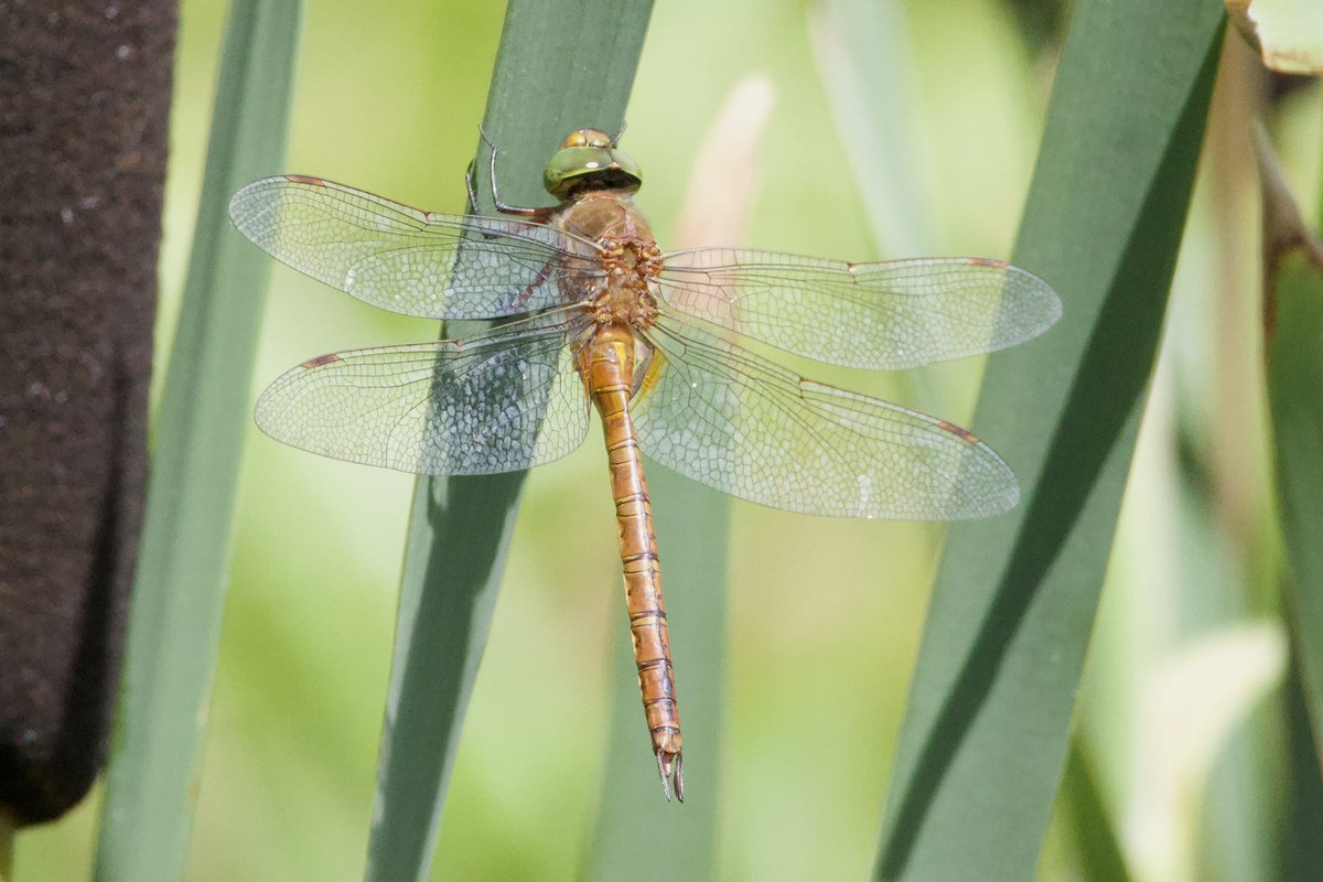 Finally a Norfolk Hawker posed for a photo at Abberton today.