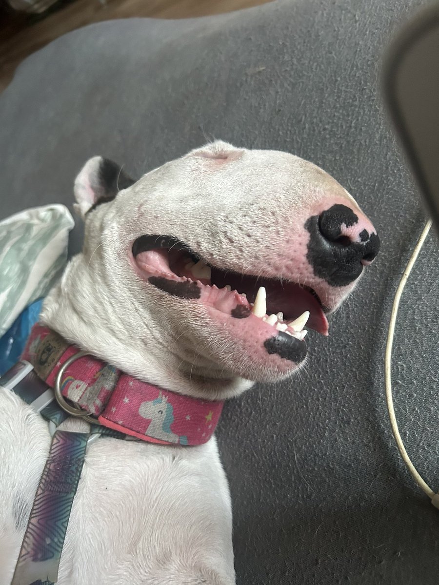 Uśmiechnięty prosiak