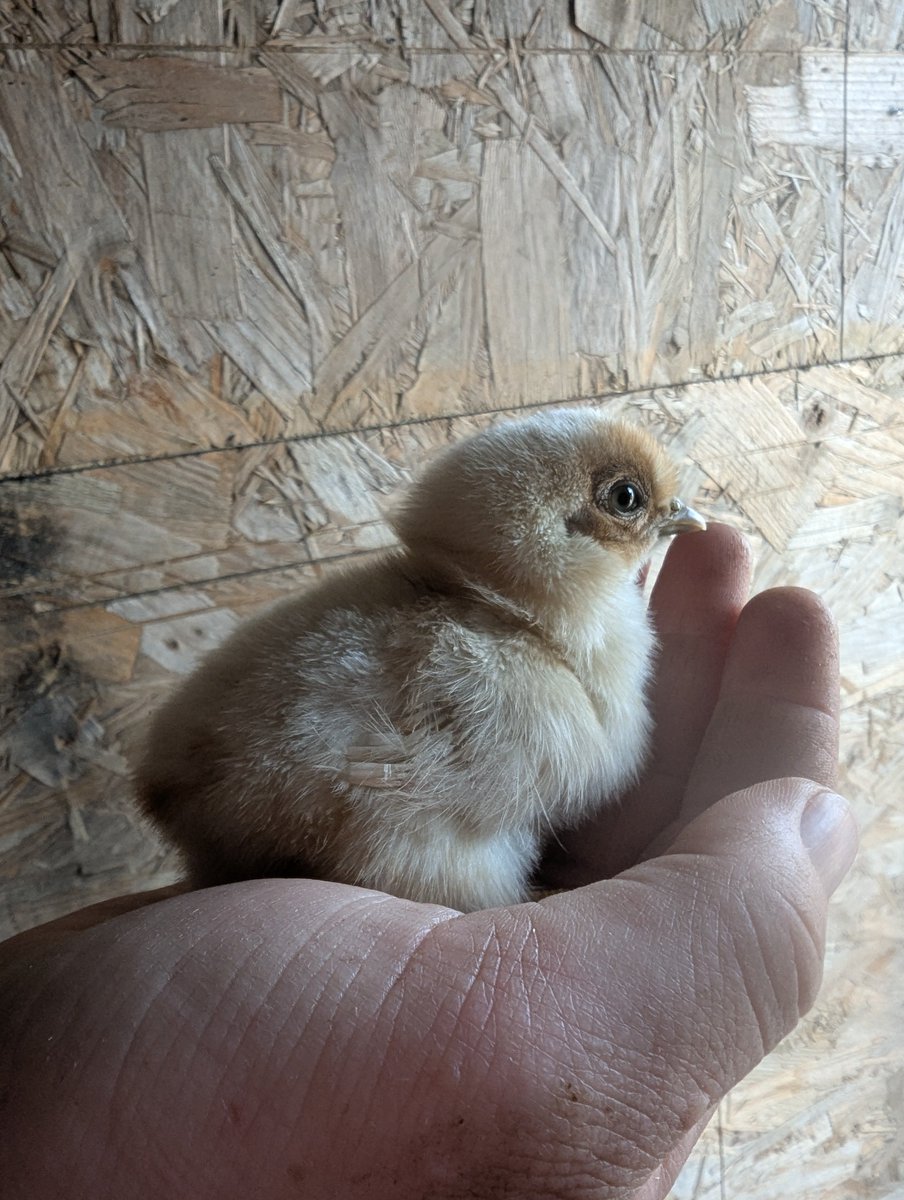 MuffledBerri's tweet image. Chick update day 3.
This is my favourite it is called chicken nugget