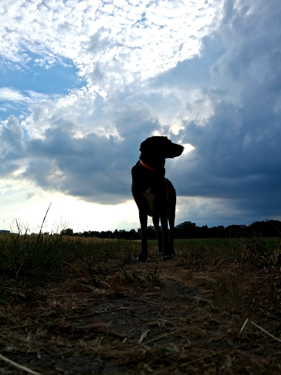 Romsi07755176's tweet image. Kurze Abendrunde mit Wolkengedöns 🌥🖤
LK München (Taufkirchen)