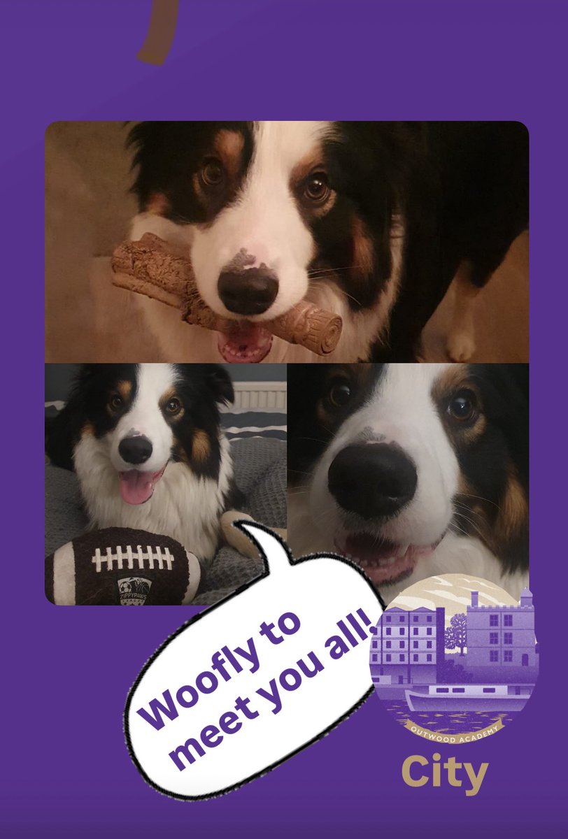 Welcome to the team to our beautiful Bruce, joining the Dog Mentor Programme with Maisy Moo! A lovely, loyal pooch who will help to support in special interventions. 💜#WoofAreCity