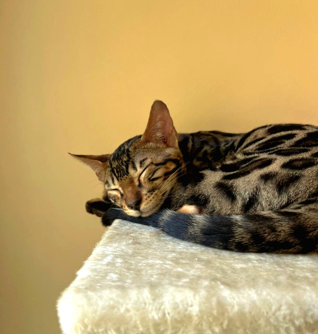 Current List of Relentless Stocks....

These stocks are market leaders by price. Climbing up week after week respecting the MA10 MA20 MA50 all the way.....