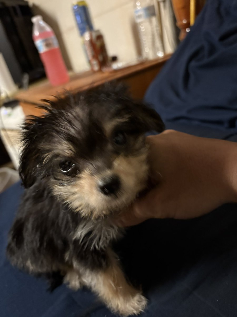 Everyone meet the newest addition to the family miss Ally