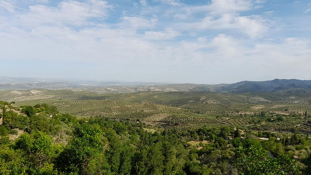 La Junta de Andalucía continuará con la tala de olivos en Jaén pese a la oposición ciudadana

Entre 2012 y 2022, los parques fotovoltaicos ocuparon en España 40 071 hectáreas de suelo. Más de la mitad (21 354 hectáreas) habían sido suelos productivos: el 47,2 % eran cultivos de