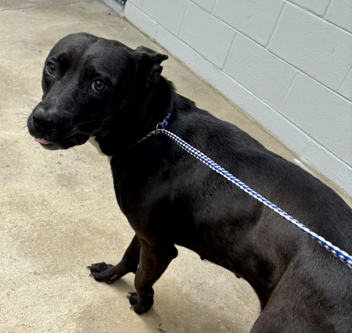 Donna Lac (@lacdonna) on Twitter photo 🆘🐕🦺 DARLA 🛟 is sweet #shepard mix in #RockyMount #NorthCarolina quiet, affectionate & very gentle! She’s #RescueOnly 🥺 Please help us save Darla 🙏🏼🏡❤️🩹 Needs OUT NOW‼️ Pledge for rescue #FostersSaveLives 📧 rmcriticalnetworking@gmail.com for ℹ️ petfinder.com/dog/darla61684 🆘🐕🦺 DARLA 🛟 is sweet #shepard mix in #RockyMount #NorthCarolina quiet, affectionate & very gentle! She’s #RescueOnly 🥺 Please help us save Darla 🙏🏼🏡❤️🩹 Needs OUT NOW‼️ Pledge for rescue #FostersSaveLives 📧 rmcriticalnetworking@gmail.com for ℹ️ petfinder.com/dog/darla61684