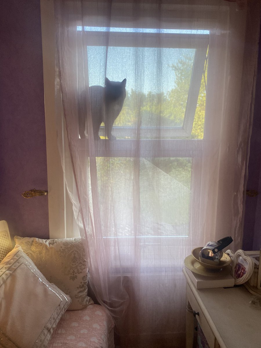karen_flynn's tweet photo. The cat who is not my cat comes in my bedroom window at night! #feart https://t.co/fGCusI1O04