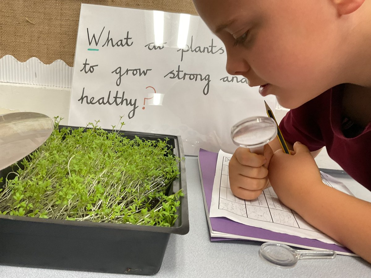 PDA_Y2's tweet image. Recording our observations of changes over time, in our cress investigation of ‘What does a plant need to grow strong and healthy?’ We compared the different conditions our seeds were given. #pdascience 👀👀🍀🍀