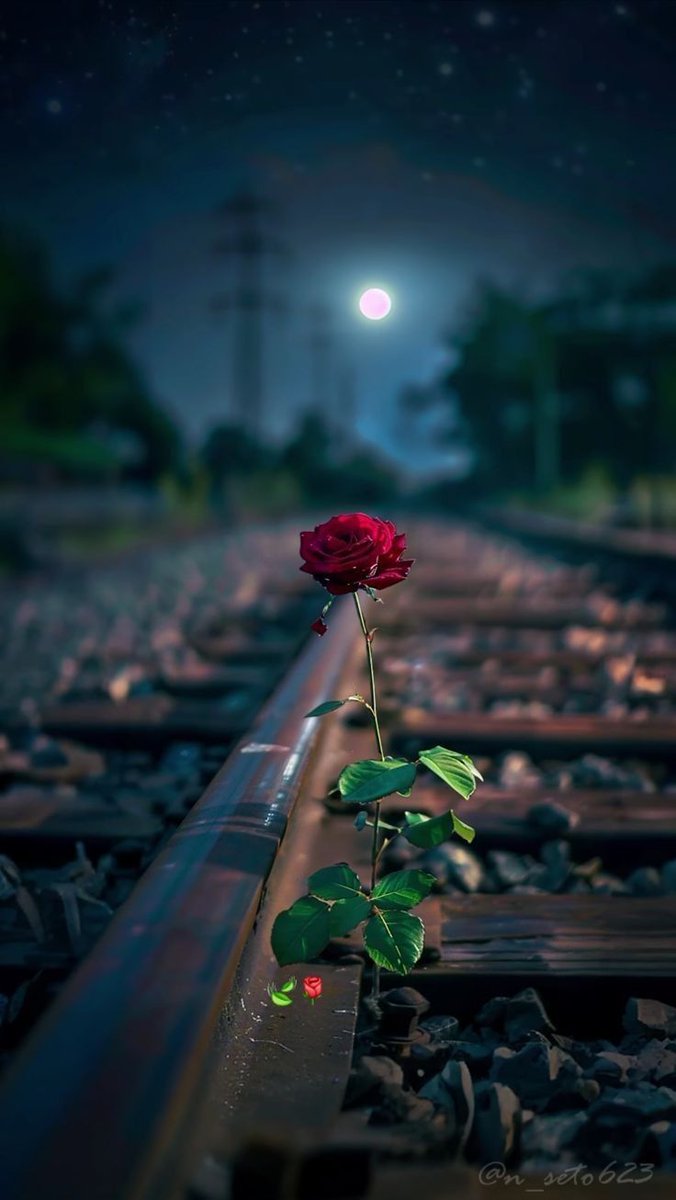 A lone red rose stands bravely on the railroad tracks, bathed in moonlight.
❤️🌹
#NatureLovers #MoonlitBeauty