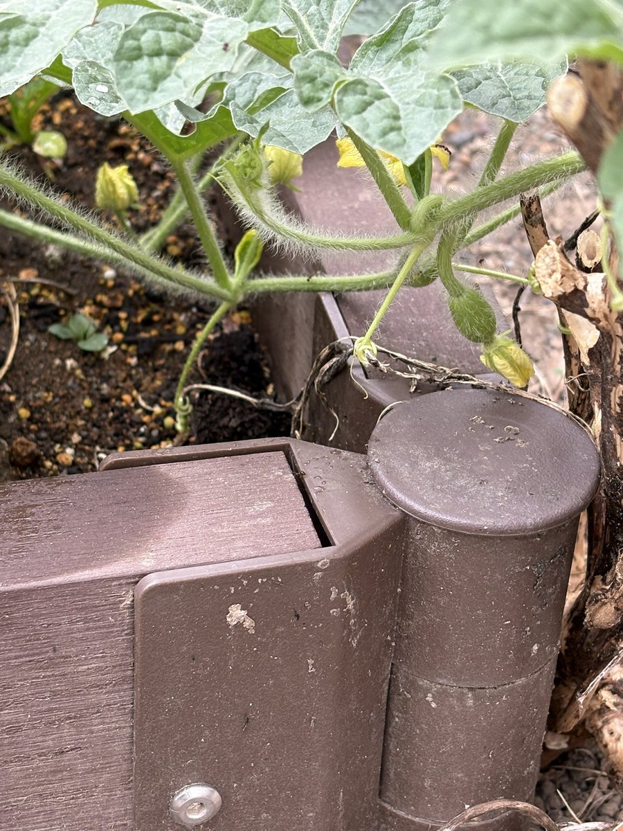 SunnyNavi's tweet photo. ほったらかしスイカ、小さな実が出来てました!
I left my watermelon plant alone… and it grew a tiny fruit!
Nature really does its thing 🍉✨
#家庭菜園 #スイカ #自然に感謝
#HomeGarden #Watermelon #TinyFruit #NatureIsAmazing https://t.co/5JACvLR3zR