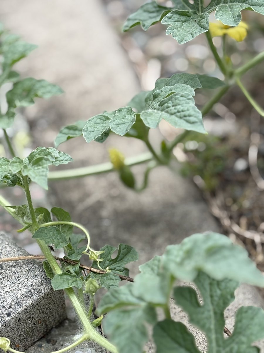 SunnyNavi's tweet photo. ほったらかしスイカ、小さな実が出来てました!
I left my watermelon plant alone… and it grew a tiny fruit!
Nature really does its thing 🍉✨
#家庭菜園 #スイカ #自然に感謝
#HomeGarden #Watermelon #TinyFruit #NatureIsAmazing https://t.co/5JACvLR3zR