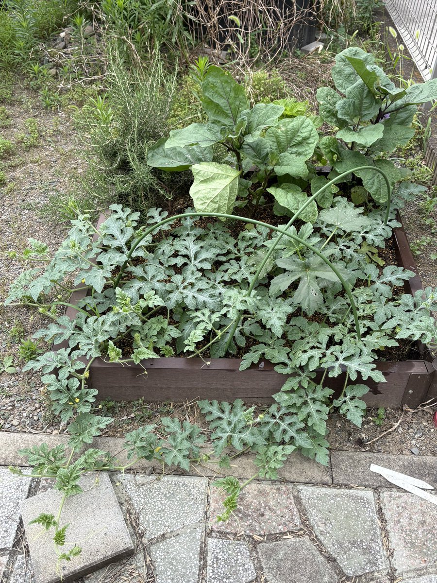 SunnyNavi's tweet photo. ほったらかしスイカ、小さな実が出来てました!
I left my watermelon plant alone… and it grew a tiny fruit!
Nature really does its thing 🍉✨
#家庭菜園 #スイカ #自然に感謝
#HomeGarden #Watermelon #TinyFruit #NatureIsAmazing https://t.co/5JACvLR3zR