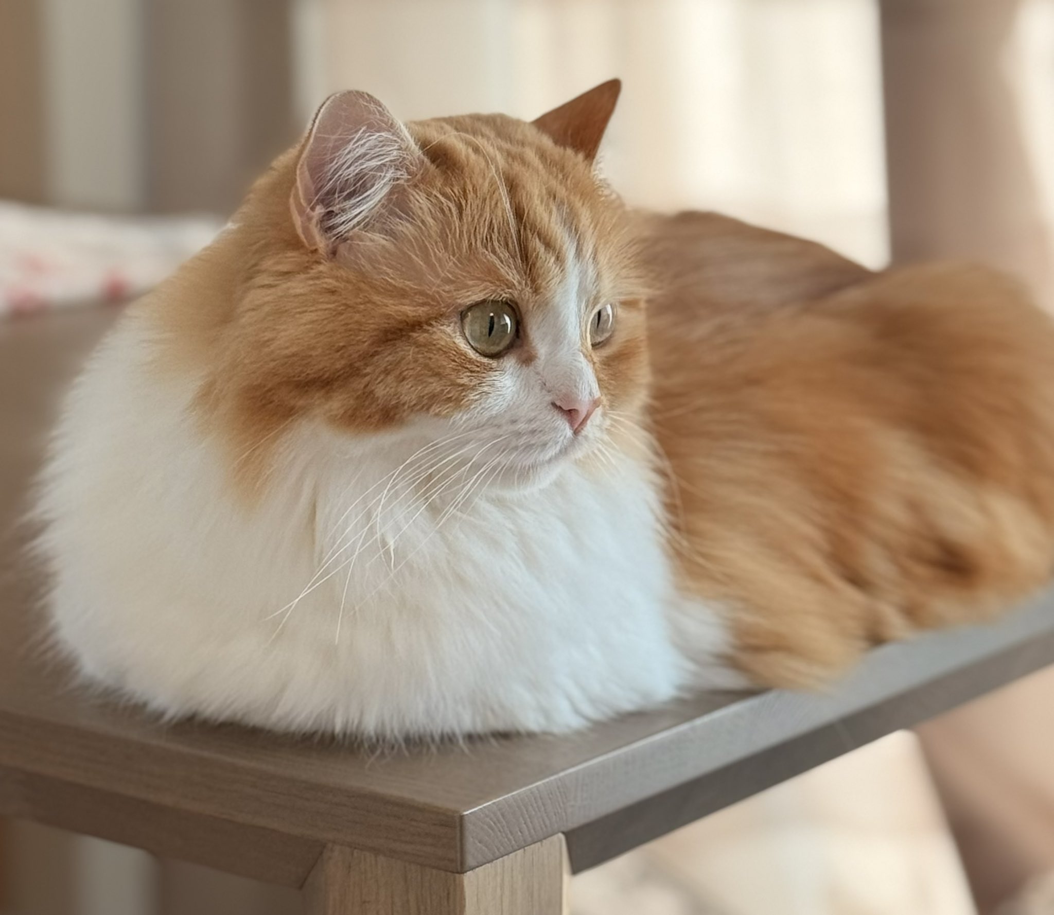 きらきらひょっこり猫さんキラキラシールの商品購入ページ