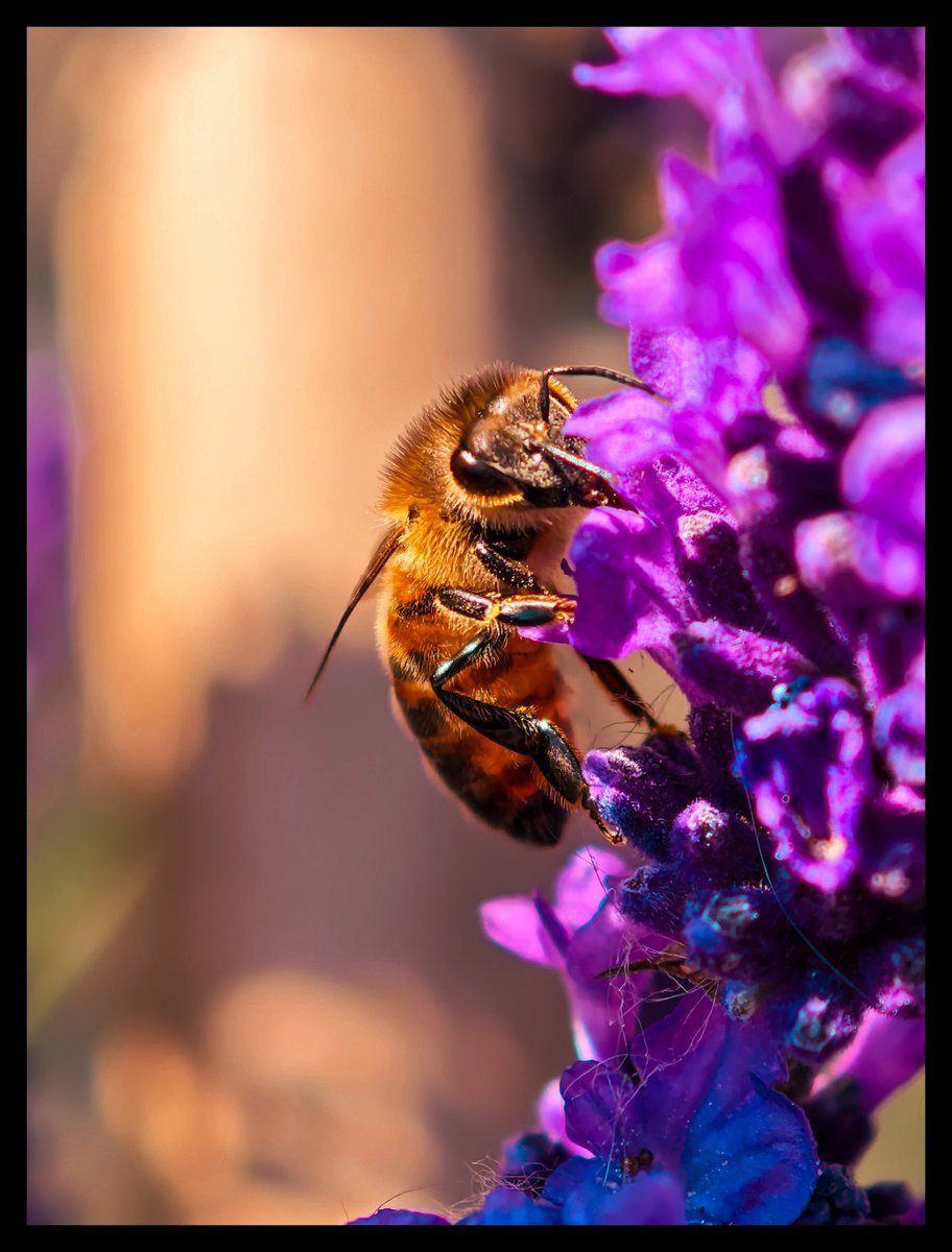 JowenBaxter's tweet image. Some pictures shot on the Xiaomi 15 Ultra 📸
#tech #technology #android #mobilephotography #photography
#photoediting #adobelightroom #XiaomiFans #techtwitter
@XiaomiUK @Xiaomi @XuFei_Xiaomi @Leica_UK @leica @leijun @Snapdragon @snapdragon_uk @Android @GoogleUK @Google