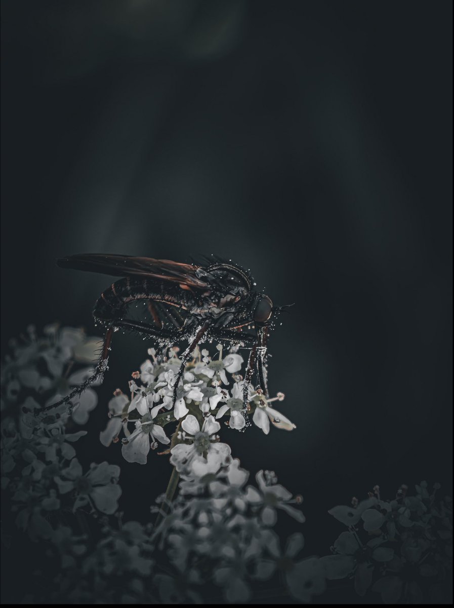 JowenBaxter's tweet image. Some pictures shot on the Xiaomi 15 Ultra 📸
#tech #technology #android #mobilephotography #photography
#photoediting #adobelightroom #XiaomiFans #techtwitter
@XiaomiUK @Xiaomi @XuFei_Xiaomi @Leica_UK @leica @leijun @Snapdragon @snapdragon_uk @Android @GoogleUK @Google