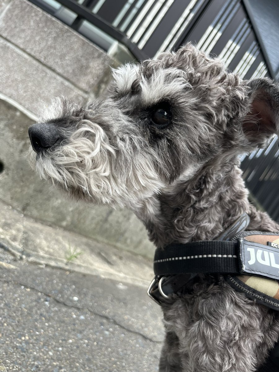 AlT4417's tweet photo. おはようございます^ ^
曇り空🙄
今日は雨予報☔
涼しくなればいいなぁ
アルは散歩中🐾 https://t.co/KzLVsY1mnY