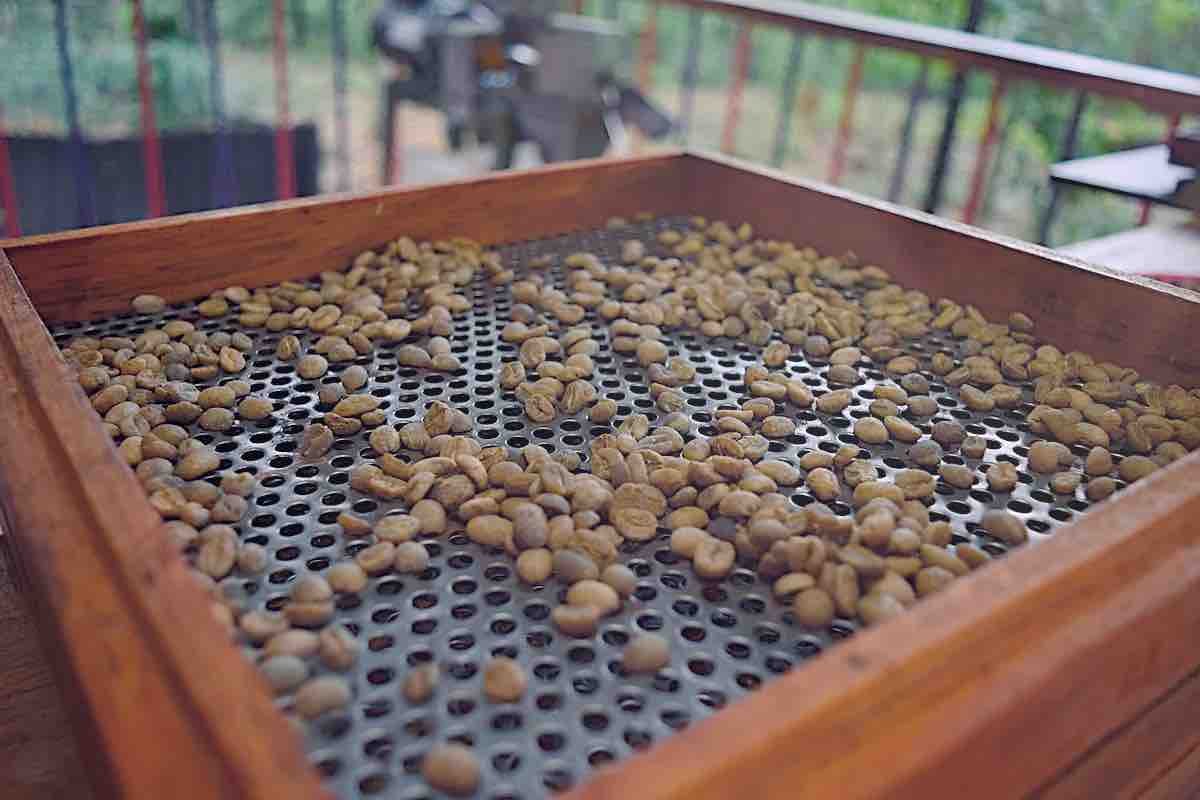 Our featured pick for this week is a return to a traditional coffee taste. A nicely balanced complexity that adapts to any brew method. Ideal for ☕️ lovers and home-roasters seeking a well-rounded, versatile Colombian go-to.

greenbeanery.ca/collections/co…