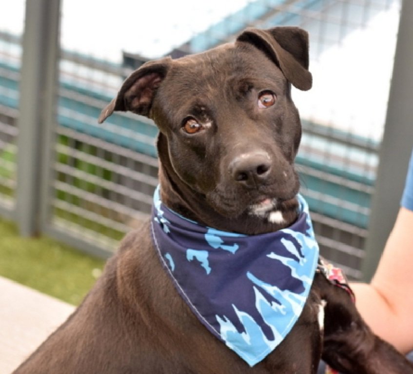 Yoshi 227307
Listed TBK 7/5
#NYCACC #RescueOnly 
He is a cute 2 yr old
Highly social w/staff 
Engages w/enrichment games 
Leash biter, kennel fighting
Please save Yoshi!
nycacc.app/browse/227307
#Pledge4Rescue #foster #adopt