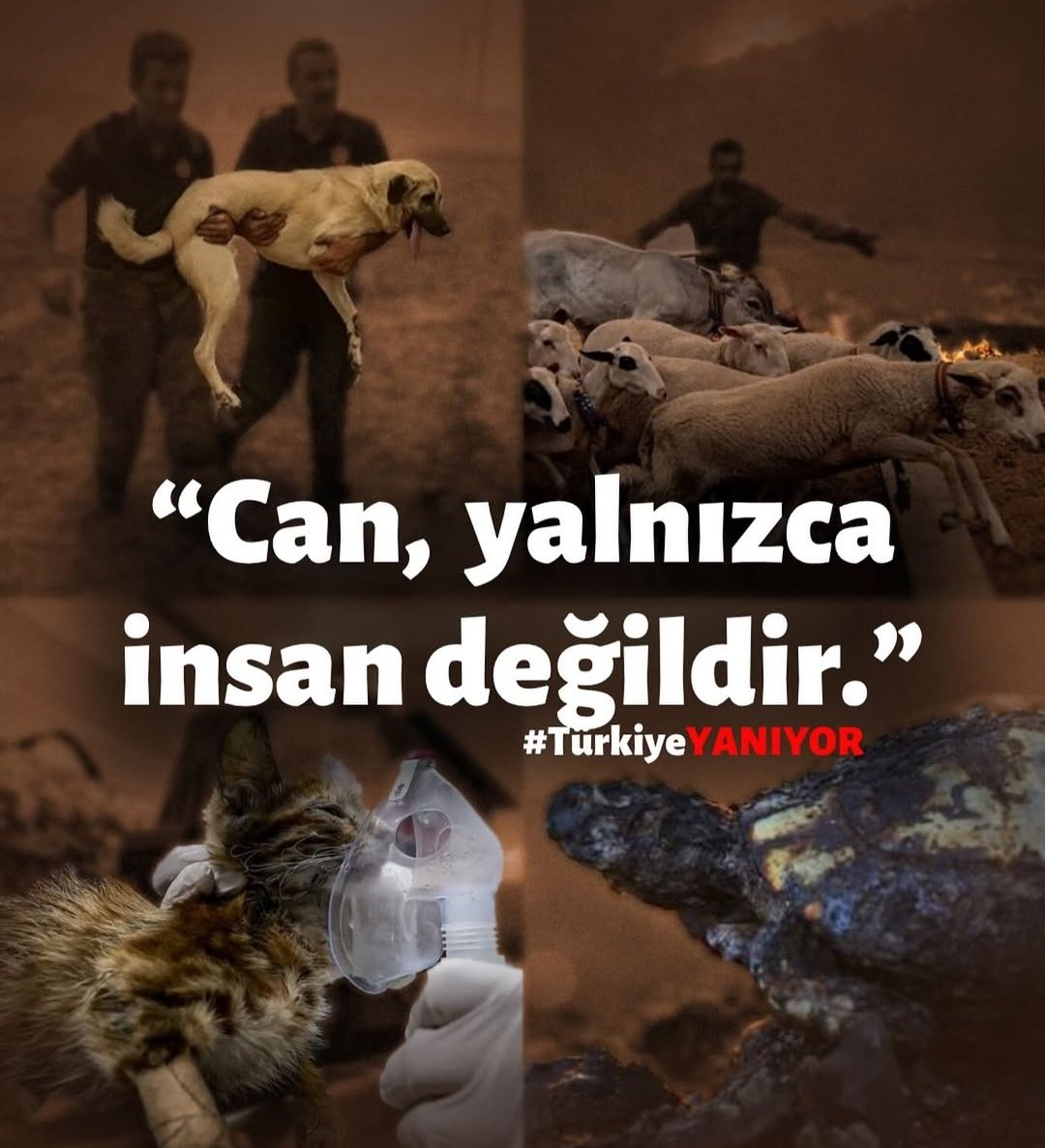 yaseminncee18's tweet photo. Her yaz aynı acı, her yıl aynı önlemsizlik..Bu facianın tesellisi yok.

#çeşmeyanıyor #urlayanıyor #izmiryanıyor #ödemişyanıyor
#yangın #ormanyangınları https://t.co/6qf8VrYO3Q