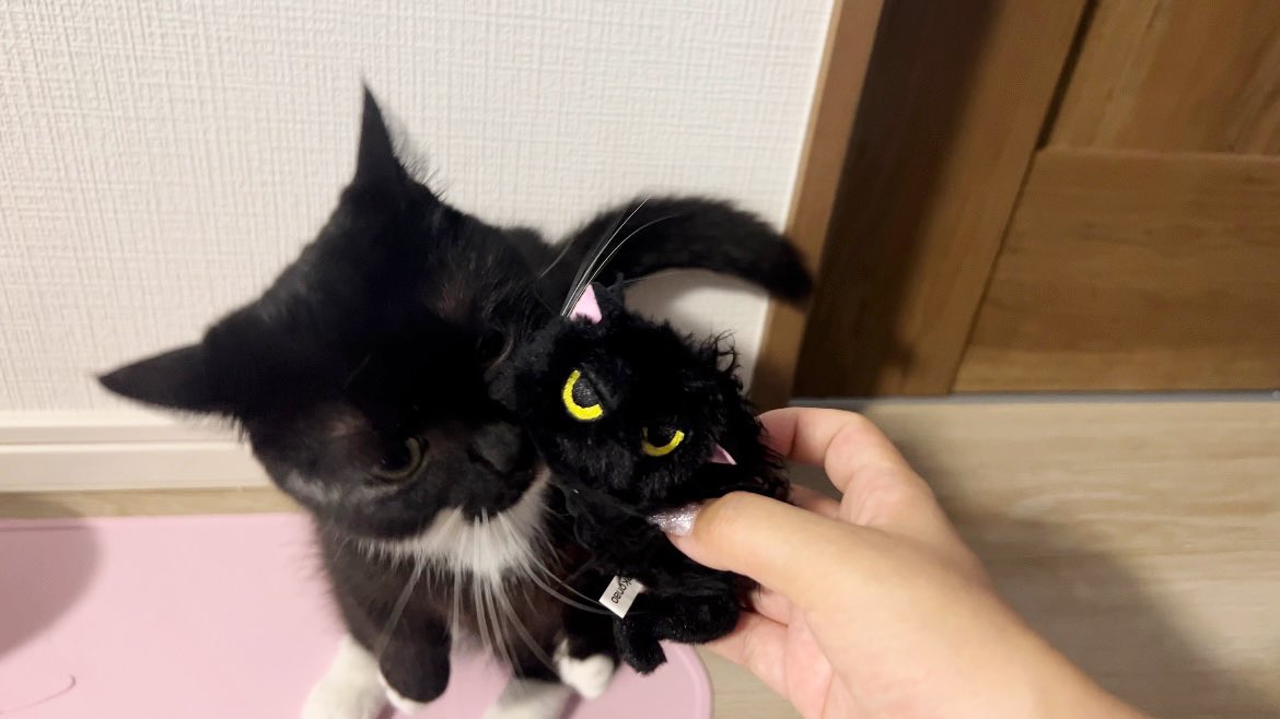 “なつかない猫”と同じ顔してる😂