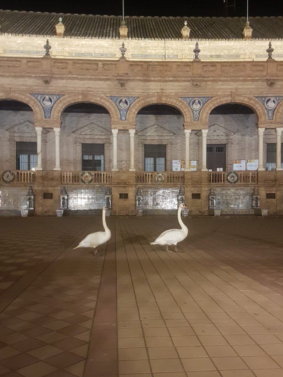 AmparoGraciani's tweet photo. Hoy, que hemos visto morir a uno de los cisnes del #ParquedeMariaLuisa , comparto estas fotos que Ignacio R., gran amante de la Plaza de España, tomó en febrero de esta pareja de cisnes que estaban en el estanque de #PlazadeEspaña antes de @Iconicafest. Verlos pasear por la zona del Gran Peatón, que es como se llama esa parte  de la plaza, era toda una atracción.   @jlsanzalcalde @Ayto_Sevilla @SevillaSeMuere @antoniomunozsev @soniagaya1 @SusanaHornillo @ismaelsc_  @pacmasevilla   @SEPRONAGC @sepronagc_  @Mnbdsasdfsasa   @camaradesevilla  @cieia2029   @camaradesevilla  @diariosevilla @agenciaefe @SevillaInfo   @MedioAmbAND
