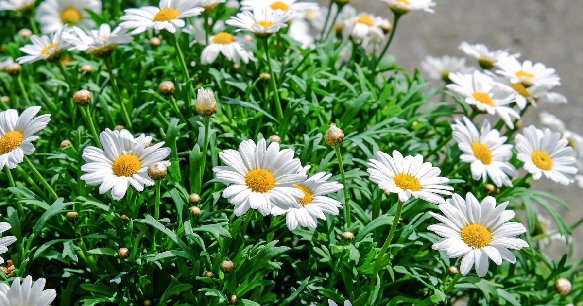 #flowers #photography #summer #happy #haveaniceday 

Happy Friday✨  🩵☀️🌺 😁👍
Have a Nice Day✨  🌼🌼🌼  🫶🏻😍👍