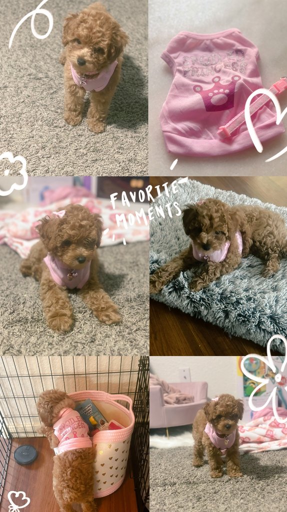 cali (@calidapoodle) on Twitter photo 