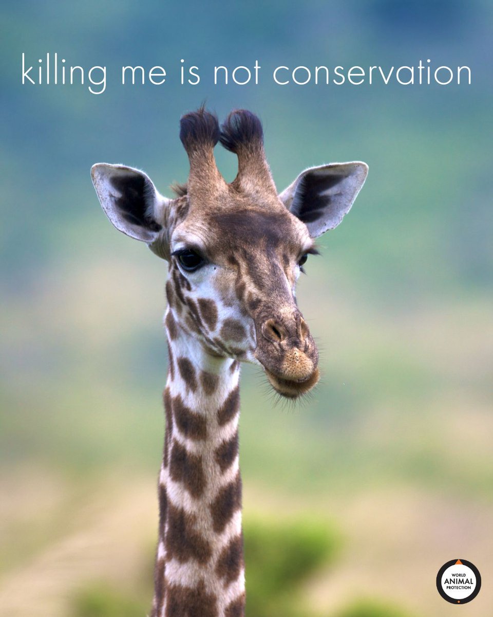 Giraffes are often killed in cruel trophy hunts. It's disgusting and cowardly. #BanTrophyHunting