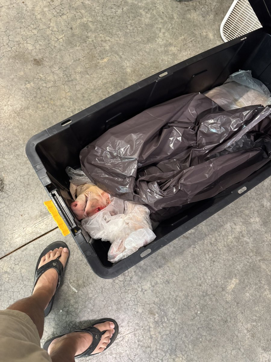 The 4th is always my favorite holiday. Fireworks, a pig and America 🇺🇸