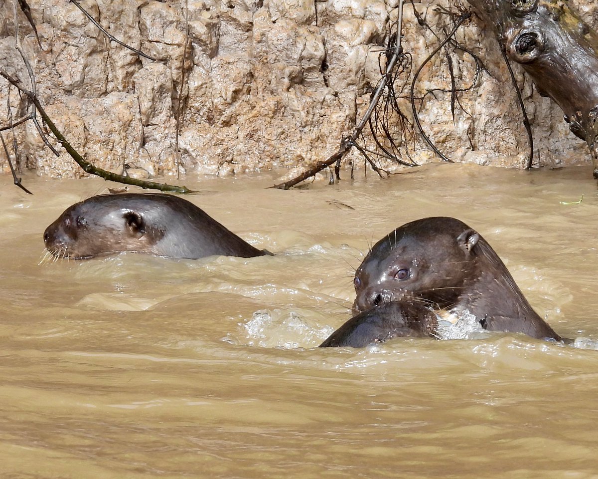 Sean Moore (@seaninpinner) on Twitter photo The Giant Otters were the main attraction on this morning’s boat trip in the Pantanal with <a href="/OrioleBirding/">Oriole Birding</a> The Giant Otters were the main attraction on this morning’s boat trip in the Pantanal with <a href="/OrioleBirding/">Oriole Birding</a>