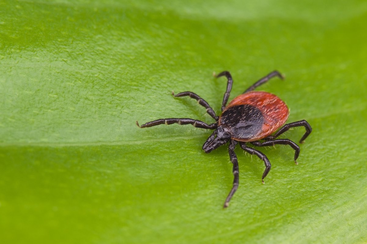 Fraserhealth's tweet photo. 🕷️🕷️ Tick bites can lead to Lyme disease. 

Stay safe outdoors: wear long sleeves, use repellent and check yourself, kids and pets after. Remove ticks ASAP. 

Learn more: https://t.co/tQponbAiXE 

#TickTalk #LymeAwareness https://t.co/9Sp9tZIhrX