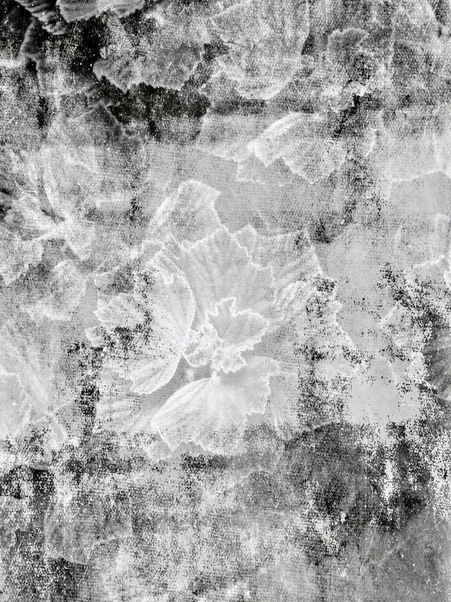 bloom
#arizona #phoenix #desert #bnw #nature