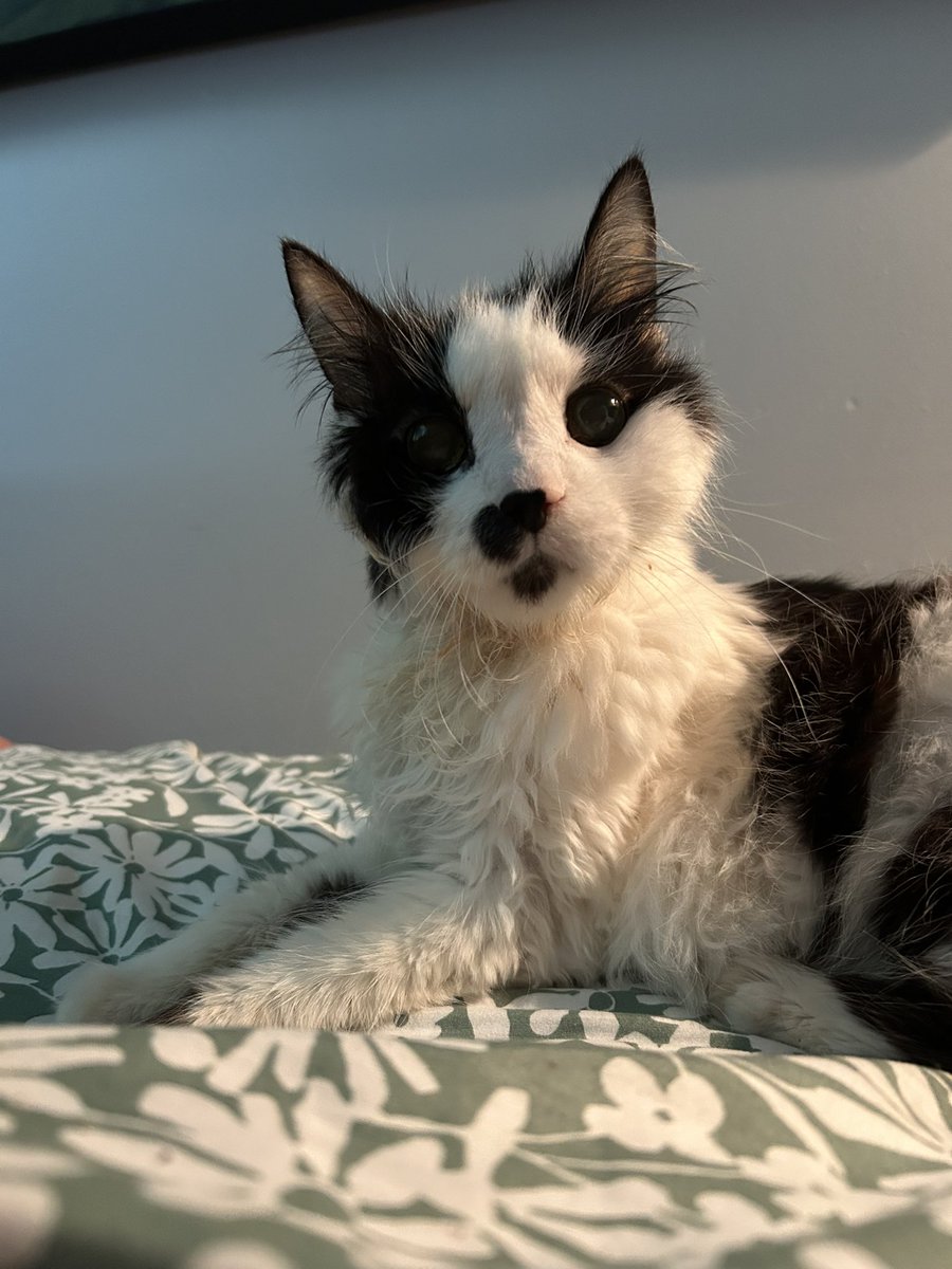 oreoeocat's tweet photo. @phanbutch She’s gorgeous :) old lady trade https://t.co/eNsZ6iV1ke