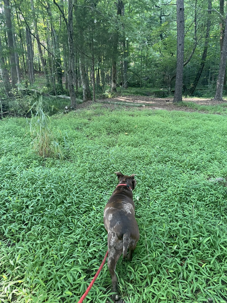 Below was not the spot. He demanded a fake spot to show everyone. Here’s a more reasonable facsimile that is also not the spot.