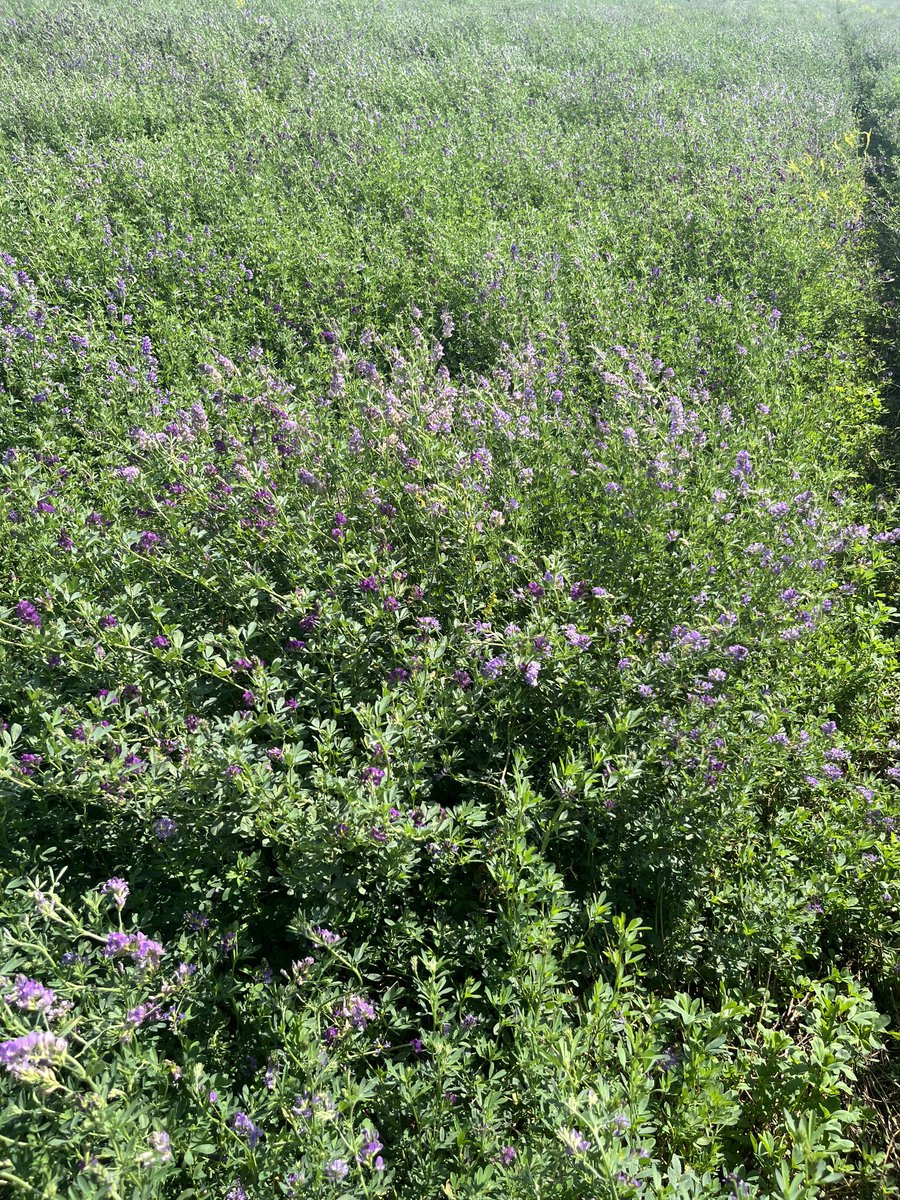 BY_DougSenko's tweet photo. Release the bees!!!  Despite the lack of spring moisture, this alfalfa is looking great in NE SK. Flowers popping out for the bees to do their work. ⁦@BrettYoungSeeds⁩ https://t.co/MquxQal0qx
