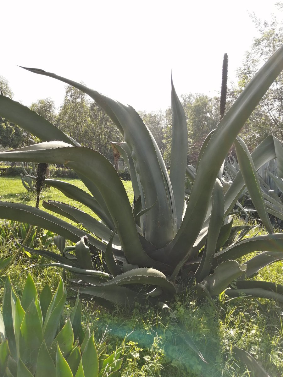 Si eres quien "grabó en la penca de un maguey su nombre, juntito al tuyo, entrelazados", hazlo pero en tus agaves, no en los de parques o jardines botánicos.
Parece mucho escándalo por "algo simple", pero eso puede provocar alguna infección y algunos agaves estan en peligro.